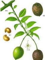 a colorful drawing of Areca catechu L.,green stem and leaves,fruits,seeds