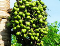 green fruit spikes of Areca catechu L is hanging on tree in a sunny field