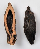 brownish dried herbs of Areca Seed