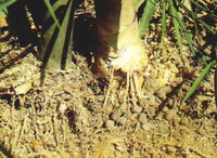 growing plant of Omphalia lapidescens Schroet with yellow rhizomes and green stems