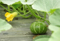 fruiting plant of Cucurbita moschata Duch. with a small green fruit and yellow flower grow on its stem