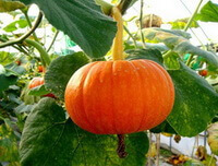 fruiting plants of Cucurbita moschata Duch with red orange color fruits hanging on stems,and green leaves
