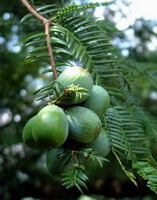 fruiting tree of Torreya grandis Fort with green fruits growing on branches