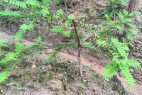 small shrubs of Torreya grandis Fort with green leaves grow in field
