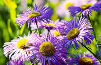 flowering plants of Aster tataricus L.f. growing in a cluster,with several purple flowers