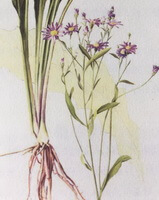 a drawing of Aster tataricus L.f.,whole plant with flowers,roots and stems