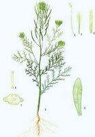 a drawing of Descurainia sophia L.Webb ex Prantl.,whole plant with root,flowers and leaves