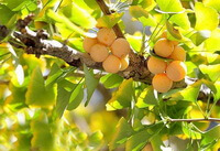 several mature ginkgo fruits growing in two clusters on branches of Ginkgo biloba tree with yellowing leaves