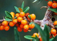 many orange color small berries growing on fruiting tree of Hippophae rhamnoides,with leaves