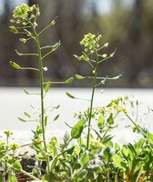 some flowering plants of Lepidium apetalum Willd,with small flowers