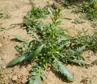 a growing plant of Lepidium virginicum L.