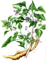 a drawing of Physochlaina infundibularis Kuang.,root,stem,leaves and small flowers