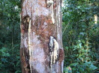 trunk and resins of Styrax benzoin Dryand.