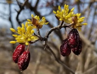 small yellow flowers and red berries of Cornus officinalis Sieb. et Zucc. grow on branches