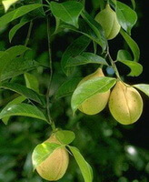 fruiting tree of Myristica fragrans Houtt. with yellow mature fruits and green leaves hanging on branch