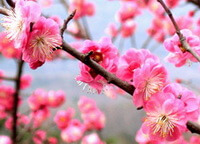 pinkish flowers of Prunus mume Sieb.et Zucc. grow on branch