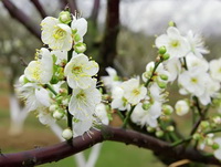 greenish white flowers of Prunus mume Sieb.et Zucc. grow on branches