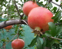 fruiting branch of Punica granatum L with red fruits grow on branches,with green leaves