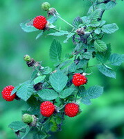 fruiting plant of Rubus chingii Hu with red mature fruits and green unmature fruits hanging on branches,and green leaves