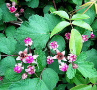 flowering plant of Rubus coreanus Miq with many small purple flower and green leaves grow in sunny field