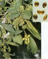 fruiting tree of Terminalia chebula Retz.var.tomentella Kurz.C.B.Clarke. with small green fruits growing on branch tip