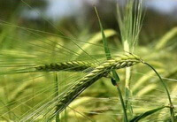 plants of Triticum aestivum L. with greenish fruit spikes grow in sunny field