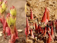 reddish sprouts of Paeonia lactiflora Pall with yellow flower buds growing out from soil