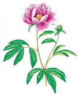 a colorful drawing of Paeonia lactiflora Pall.,stems and green leaves,a big pink flower and a small flower bud