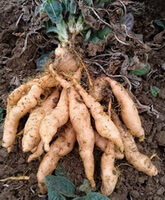 fresh roots of Rehmannia glutinosa Libosch. f. hueichingensis Hsiao. are piled in field