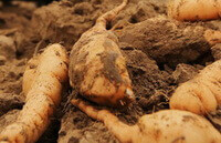 fresh yellowish roots of Rehmannia glutinosa Libosch. f. hueichingensis Hsiao. are buried in soil