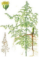 a drawing of Artemisia annua,plant and roots,spikes and flowers
