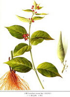 a drawing of Cynanchum atratum Bunge,flowering plant and roots,small red flowers
