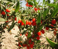 fruiting tree branches of Lycium barbarum L with many red fruit berries