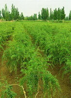 growing trees of Lycium chinense Mill in a field