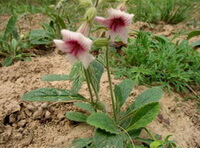 two flowering plants of Rehmannia glutinosa Libosch grow in a field