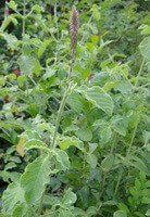 a flowering plant of Achyranthes aspera L with small spikes grow in field