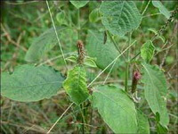 flowering plants of Achyranthes aspera L with small flower spikes and green leaves