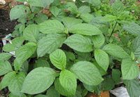 plants of Achyranthes aspera var. indica. grow in a cluster