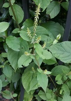 several plants of Achyranthes bidentata Blume grow in a cluster with flower spikes