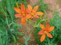 flowering plants of Belamcanda chinensis DC. with three orange-colored flowers