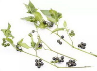 Black Nightshade Herb
