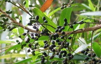 fruiting branches of Brucea javanica L.Merr. with purple black berries and leaves on branches