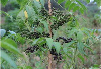 fruiting tree of Brucea javanica L.Merr. grows in field