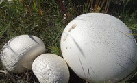 three white mushrooms of Calvatia gigantea Batsch ex Pers.Lloyd