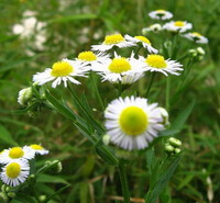 flowering plants of Chrysanthemum indicum L with many white flowers