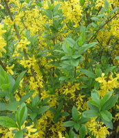 flowering plant of Forsythia suspensa with green leaves and many yellow flowers