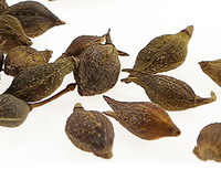 dried herb fruits of Weeping Forsythia Fruit
