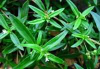 plants of Hedyotis diffusa Willd with small flowers grow in a cluster