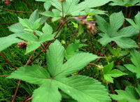 flowering plants of Humulus scandens Lour.Merr. with green five-lobed leaves and several small reddish flowers