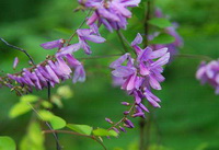 Indigo Naturalis